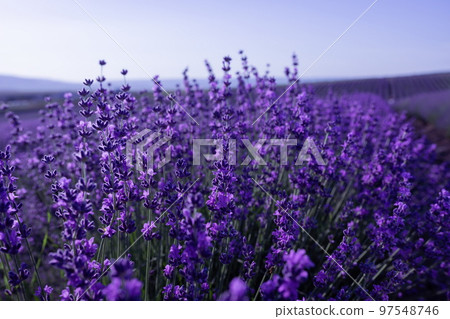 Lavender flower background with beautiful purple colors and boke Lavender flower background with beautiful purple colors and boke 97548746