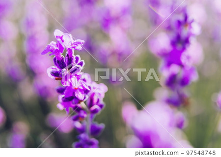 Lavender flower background with beautiful purple colors and boke Lavender flower background with beautiful purple colors and boke 97548748