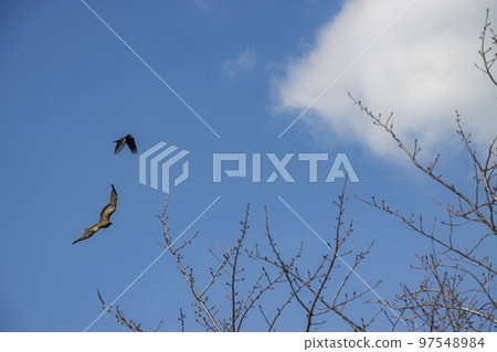 bird bird 97548984