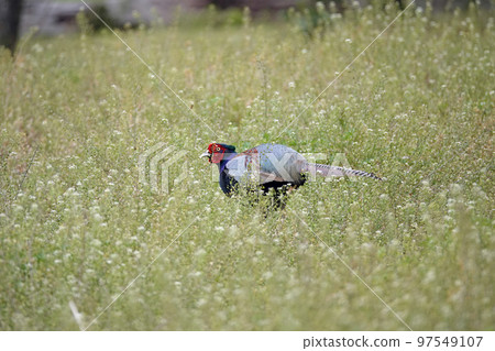 wild pheasant. wild pheasant. 97549107