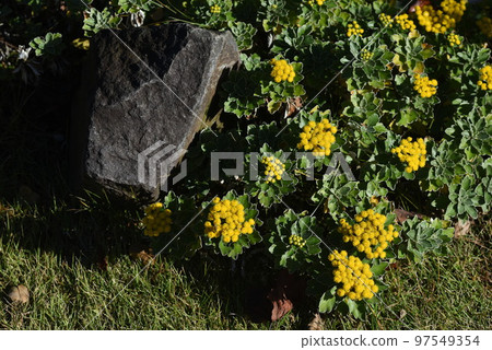 Sea chrysanthemum 97549354