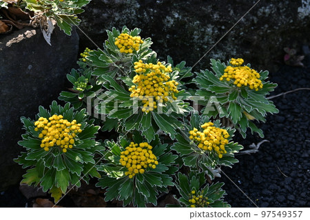 Sea chrysanthemum Sea chrysanthemum 97549357