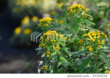 Sea chrysanthemum 97549358