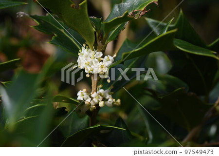 Holly flowers Holly flowers 97549473
