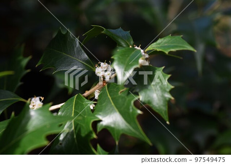 Holly flowers Holly flowers 97549475
