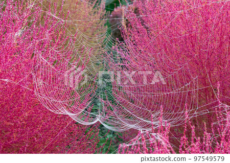 beautiful spider web with water droplets 97549579