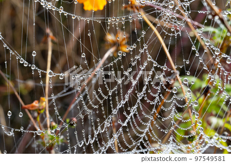 美麗的蜘蛛網與水滴 97549581