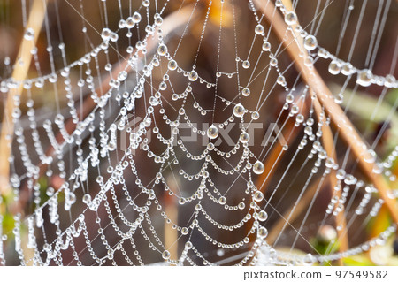 美麗的蜘蛛網與水滴 97549582