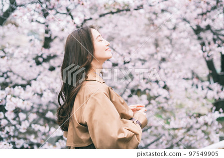 Cherry blossoms and a young woman 97549905