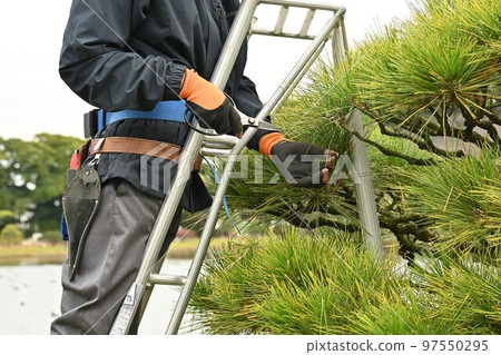 Pruning black pine (sideburns 97550295
