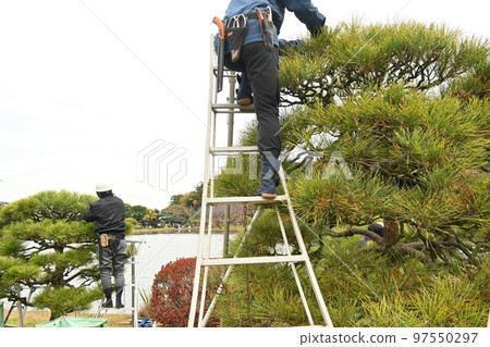 Pruning black pine (sideburns 97550297