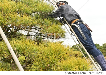 Pruning black pine (sideburns Pruning black pine (sideburns 97550298