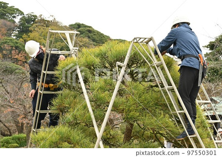 Pruning black pine (sideburns 97550301