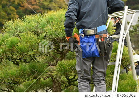 Pruning black pine (sideburns 97550302