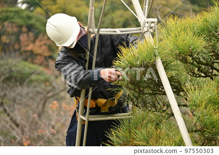 Pruning black pine (sideburns Pruning black pine (sideburns 97550303