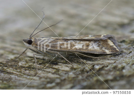 Closeup on a Mediterranean Beet Webworm moth, Loxostege sticticalis 97550838