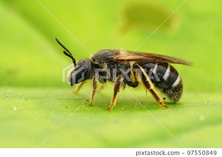Closeup on a female furrow White-banded Sweat Bee, Lasioglossum zonulum sitting on a green leaf 97550849