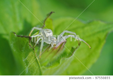 Detailed closeup on a small white flower spider, Misumna vatia walking over green leaves 97550855