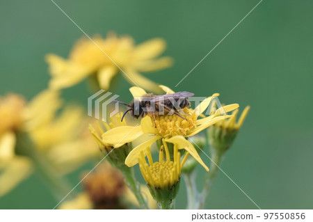 Closeup on a male yellow legged mining bee, Andrena flavipes, sitting on a yellow Senecio jacobaea flower 97550856