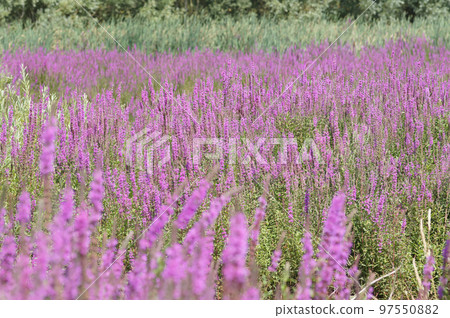 Natural landscape with an overwhelming aggregation of bolossoming Purple loosestrife , Lythrum salicaria Natural landscape with an overwhelming aggregation of bolossoming Purple loosestrife , Lythrum salicaria 97550882