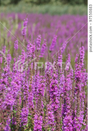 Natural landscape with an overwhelming aggregation of bolossoming Purple loosestrife , Lythrum salicaria Natural landscape with an overwhelming aggregation of bolossoming Purple loosestrife , Lythrum salicaria 97550883