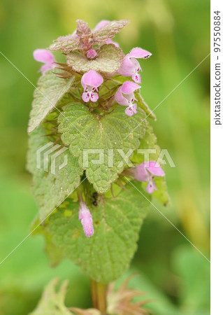 Closeup of the annual herbaceous red or purple dead-nettle, Lamium purpureum Closeup of the annual herbaceous red or purple dead-nettle, Lamium purpureum 97550884