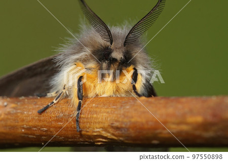 Frontal closeup on the Ruby Tiger Moth, Phragmatobia fuliginosa, sitting on a twig Frontal closeup on the Ruby Tiger Moth, Phragmatobia fuliginosa, sitting on a twig 97550898