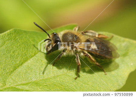Closeup on a female Mellow miner, Andrena mitis resting on a green leaf Closeup on a female Mellow miner, Andrena mitis resting on a green leaf 97550899