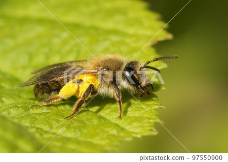 Closeup on a female Mellow miner, Andrena mitis loaded with yellow pollen form Willow , Salix shrubs 97550900