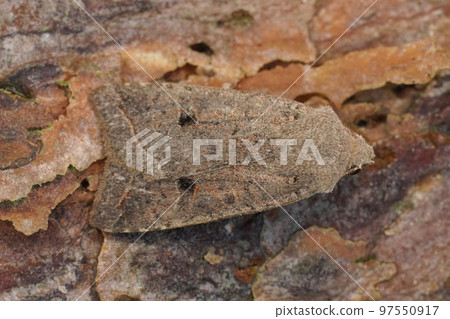 Closeup on a red-line Quaker owlet moth, Agrochola lota sitting on wood Closeup on a red-line Quaker owlet moth, Agrochola lota sitting on wood 97550917