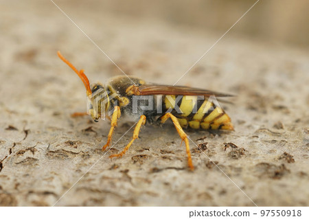 Closeup on a black and yellow Mediterranean sand wasp of the Stizus genus 97550918