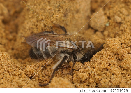 Closeup on a female of the endangered nycthemeral minder bee, Andrena nycthemera , digging a nest 97551079