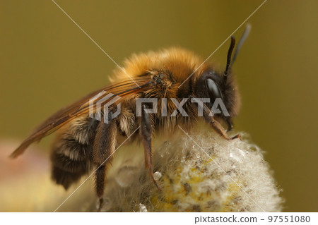 Closeup on a female of the endangered nycthemeral mining bee, Andrena nycthemera, sitting on Goat Willow Closeup on a female of the endangered nycthemeral mining bee, Andrena nycthemera, sitting on Goat Willow 97551080
