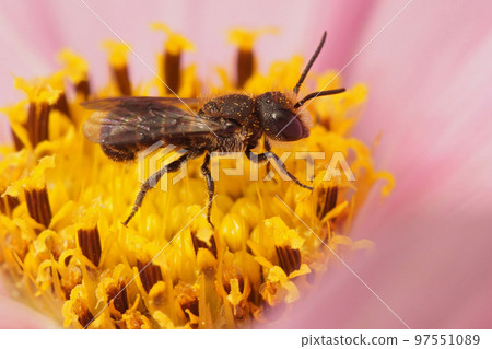 Closeup on a small female Large-headed Armoured-Resin Bee, Heriades truncorum, on a pink Cosmos flower in the garden Closeup on a small female Large-headed Armoured-Resin Bee, Heriades truncorum, on a pink Cosmos flower in the garden 97551089