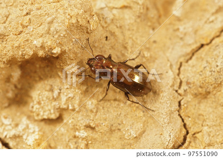 Closeup on a smal metallic micro ground beetle, Notiophilus substriatus, on the ground Closeup on a smal metallic micro ground beetle, Notiophilus substriatus, on the ground 97551090