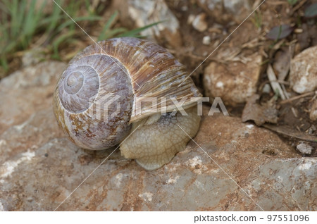 Closeup on an edible escargot snail, Helix pomatia on a stone 97551096