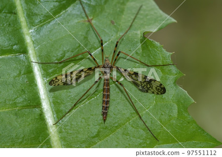 Closeup on a distinctive cranefly, Epiphragma ocellare, sitting on a green leaf 97551112