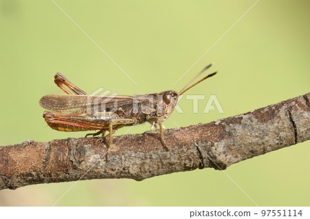 Closeup on an adult brown colored European rufous grasshopper, Gomphocerippus rufus 97551114