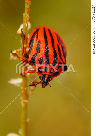 Closeup on the brilliant red colored Mediterranean striped shieldbug , Graphosoma semipunctatum Closeup on the brilliant red colored Mediterranean striped shieldbug , Graphosoma semipunctatum 97551124