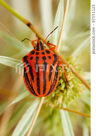 Closeup on the brilliant red colored Mediterranean striped shieldbug , Graphosoma semipunctatum 97551125