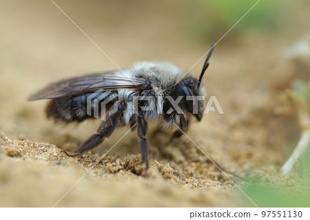 Closeup on a female Grey-backed mining bee, Andrena vaga sitting on the ground Closeup on a female Grey-backed mining bee, Andrena vaga sitting on the ground 97551130