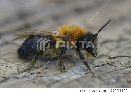 Detailed closeup on a furry brown female grey-patched mining bee, Andrena nitida Detailed closeup on a furry brown female grey-patched mining bee, Andrena nitida 97551131