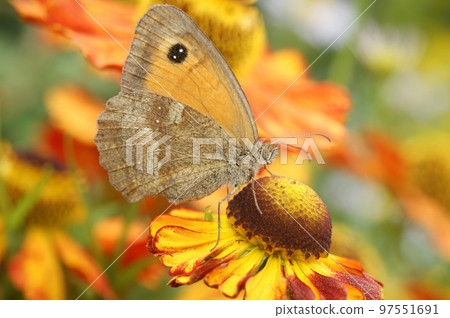 Closeup on the Hedge brown butterfly, Pyronia tithonus, sitting on colorful orange Helenium flower 97551691