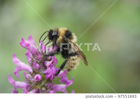 Closeup on a fluffy male Field cuckoo-bee, Bombus campestris a bumblebee parasite , on a purple flower Closeup on a fluffy male Field cuckoo-bee, Bombus campestris a bumblebee parasite , on a purple flower 97551693