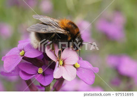 Closeup on a tree bumblbee, Bombus hypnorum , sitting on a purple wallflower , Erysimum cheiri 97551695