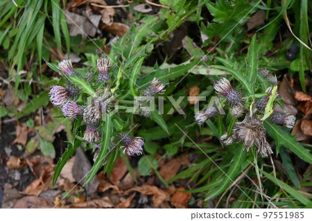 Post-flower thistle fluff Post-flower thistle fluff 97551985