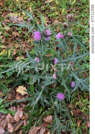 Post-flower thistle fluff 97551986