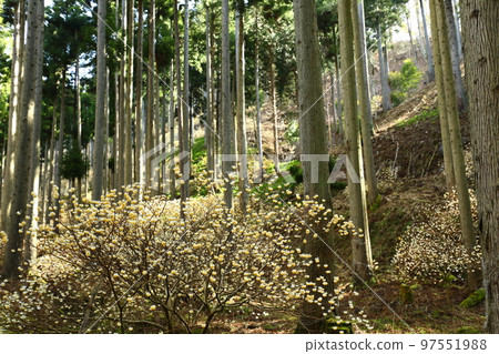 Mitsumata _ Ayabe Mitsumata _ Ayabe 97551988