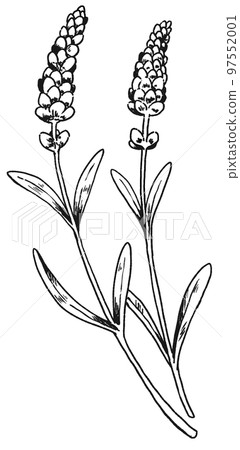 薰衣草手繪插畫 薰衣草手繪插畫 97552001