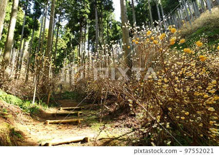 Mitsumata _ Ayabe 97552021